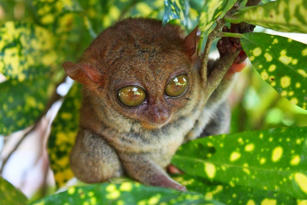 Bohol tarsier and wildlife sanctuary 2